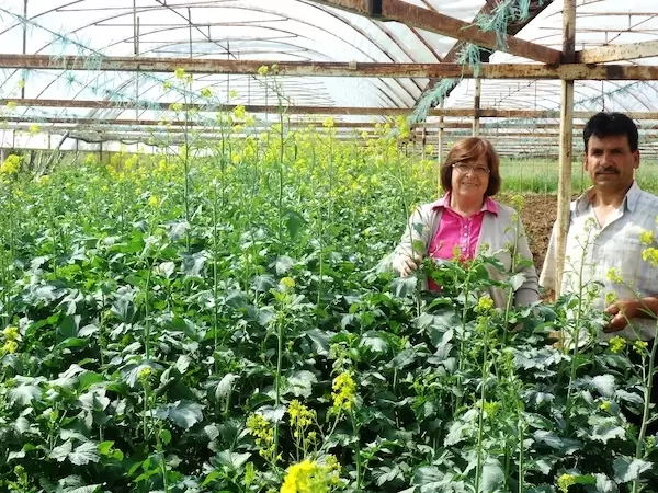 Sera Biyofumigasyonu