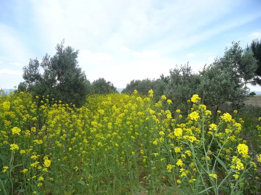 Zeytin Biyofumigasyonu